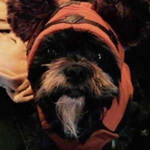 Meet your Posher, Holly